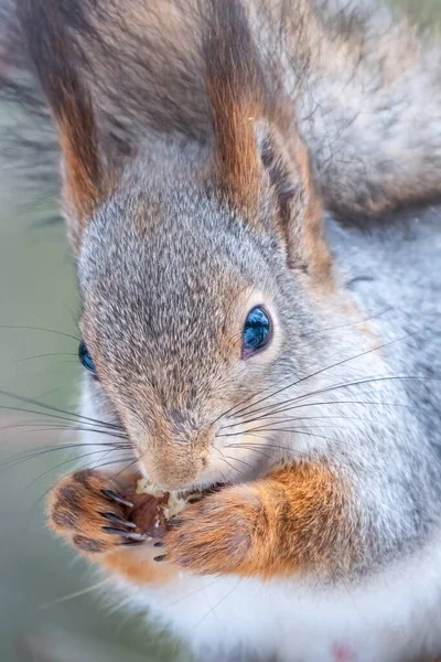 Squirrel Nut Sits Tree Winter Autumn Eurasian Red Squirrel Sciurus — Stock Photo, Image