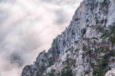 Yoğun siste yüksek taş kayalar. Dağ yamacında yeşil çam ağaçları. Bulutlu bir günde dağlarda yoğun sis.