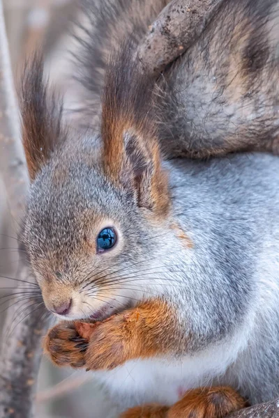 Squirrel Nut Sits Tree Winter Autumn Eurasian Red Squirrel Sciurus — Stock Photo, Image