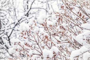 Kışın ağaç dalları karla kaplı ve karla kaplı. Donmuş ağaç dalları. Kış ormanlarında kar dalları kapladı. Sihirli beyaz arkaplan.
