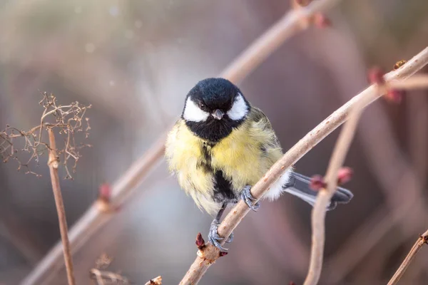 Cute Bird Great Tit Songbird Sitting Branch Leaves Autumn Winter — Stock fotografie