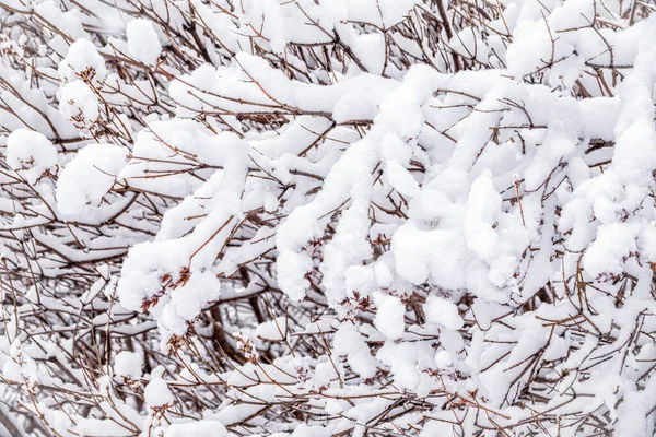 Ramas Árboles Invierno Cubiertas Nieve Heladas Las Nevadas Ramas Árboles —  Fotos de Stock