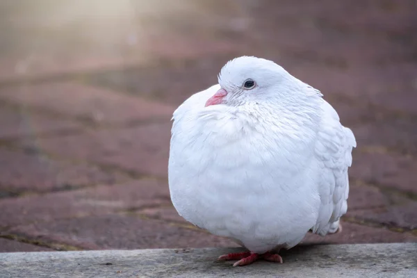 A beautiful white pigeon on the ground. A beautiful white dove sits on the sidewalk.