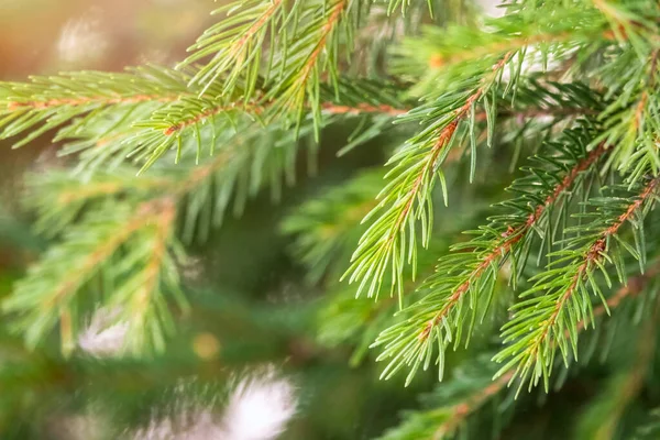 Groene Sparren Takken Winter Bij Zonsondergang Takken Van Dennenboom Als — Stockfoto