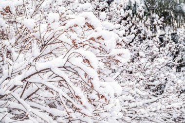Kışın ağaç dalları karla kaplı ve karla kaplı. Donmuş ağaç dalları. Kış ormanlarında kar dalları kapladı. Sihirli beyaz arkaplan.