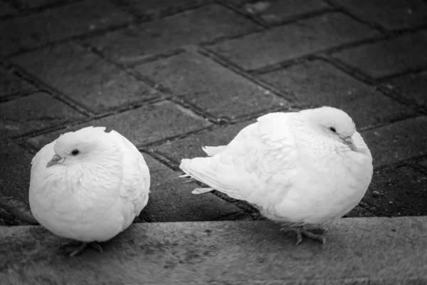 地上有两只漂亮的白鸽 两只漂亮的白鸽一起坐在人行道上 黑白照片 — 图库照片