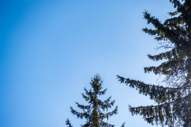 Kışın mavi gökyüzüne karşı iğneli yeşil ladin dalları. Firavun ağacı. Kopyalama alanı olan arkaplan resmi.