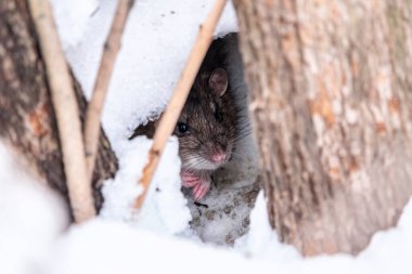 Fare yuvasından dışarı bakıyor. Kahverengi fare, Lat. Rattus norvegicus, Norveç sokağı ya da Norveç faresi olarak da bilinir.