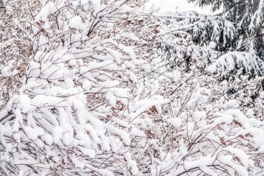 Kışın ağaç dalları karla kaplı ve karla kaplı. Donmuş ağaç dalları. Kış ormanlarında kar dalları kapladı. Sihirli beyaz arkaplan.