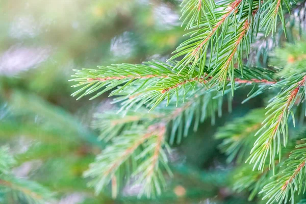 Green Fir Branches Winter Sunset Branches Fir Tree Background Closeup — Stock Photo, Image