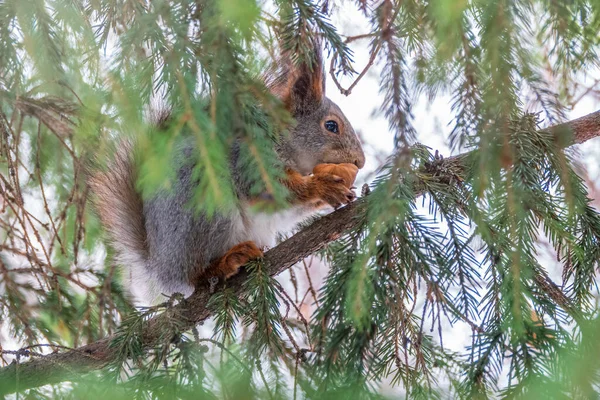 Écureuil Noix Est Assis Sur Des Branches Sapin Hiver Fin — Photo