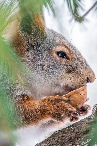 견과류가 다람쥐는 겨울이나 늦가을에 전나무 가지에 앉는다 유라시아붉은 다람쥐 Sciurus — 스톡 사진