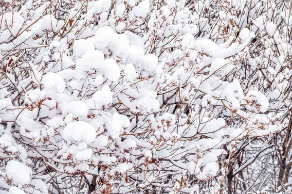 Ramas Árboles Invierno Cubiertas Nieve Heladas Las Nevadas Ramas Árboles —  Fotos de Stock