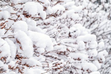 Kışın ağaç dalları karla kaplı ve karla kaplı. Donmuş ağaç dalları. Kış ormanlarında kar dalları kapladı. Sihirli beyaz arkaplan.
