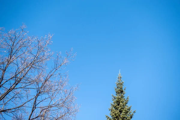 Tops Bare Oak Tree Fir Tree Clear Winter Day Blue — Stock Photo, Image