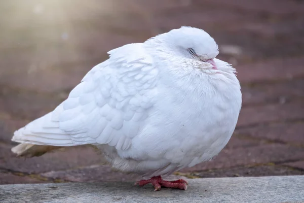 Eine Schöne Weiße Taube Auf Dem Boden Eine Schöne Weiße — Stockfoto