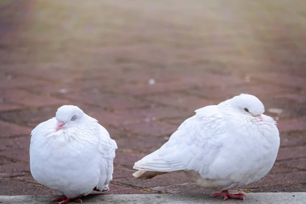 地上有两只漂亮的白鸽 两只漂亮的白鸽正坐在人行道上 — 图库照片