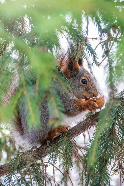 Écureuil Noix Est Assis Sur Des Branches Sapin Hiver Fin — Photo