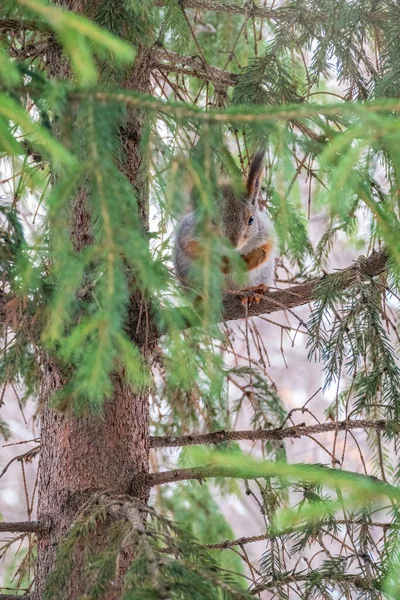 Écureuil Noix Est Assis Sur Des Branches Sapin Hiver Fin — Photo