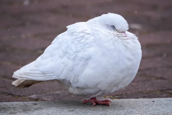 Beau Pigeon Blanc Sur Sol Une Belle Colombe Blanche Est — Photo