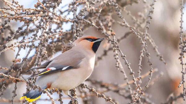 Ala Cera Bohemia Sentada Rama Invierno Principios Del Día Primavera —  Fotos de Stock