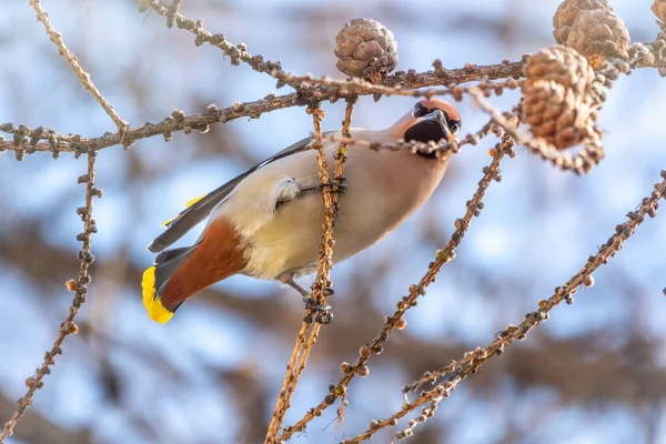 Bohemian Waxwing Hermoso Pájaro Con Mechones Sienta Una Rama Alerce —  Fotos de Stock