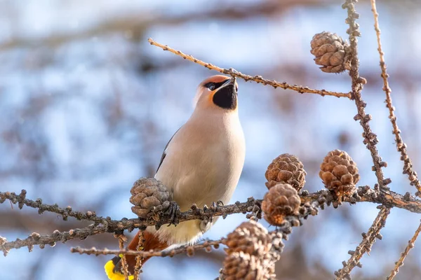 Bohemian Waxwing Beautiful Tufted Bird Sits Larch Branch Winter Early — Stock Photo, Image