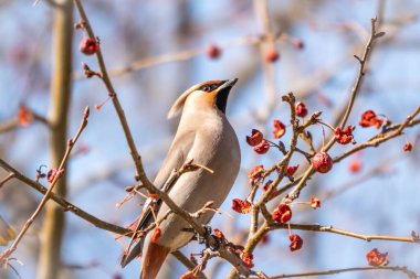 Bohemian Waxwing çalıların üzerinde oturuyor ve kışın veya ilkbaharın başında yabani kırmızı elmalarla besleniyor. Vahşi kuş. Latince adı Bombycilla garrulus