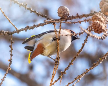 Bohem kanadı, güzel bir kuş, kışın veya ilkbaharın başında bir karaçam dalına oturur ve konilerden tohum yer. Vahşi kuş. Latince adı Bombycilla garrulus