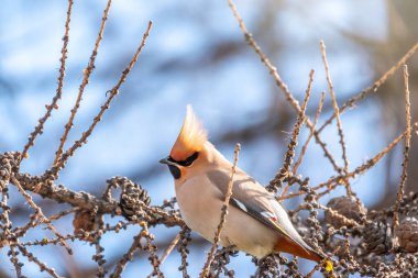 Bohemian waxwing, a beautiful tufted bird, sits on a larch branch in winter or early spring and eats seeds from the cones. Wild bird. Latin name Bombycilla garrulus clipart