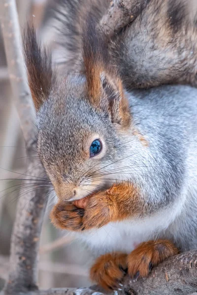 Esquilo Com Noz Senta Árvore Inverno Outono Esquilo Vermelho Eurasiano — Fotografia de Stock