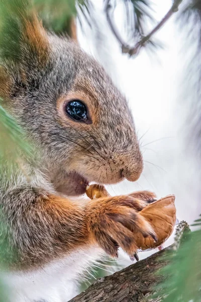 Eekhoorn Met Noot Zit Winter Late Herfst Een Dennenboom Euraziatische — Stockfoto