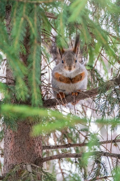 Das Eichhörnchen Mit Der Nuss Sitzt Winter Oder Spätherbst Auf — Stockfoto