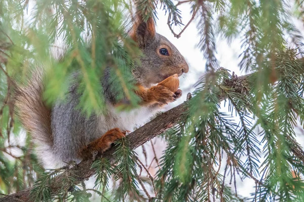 Σκίουρος Καρύδι Κάθεται Ένα Έλατο Κλαδιά Χειμώνα Στα Τέλη Του — Φωτογραφία Αρχείου