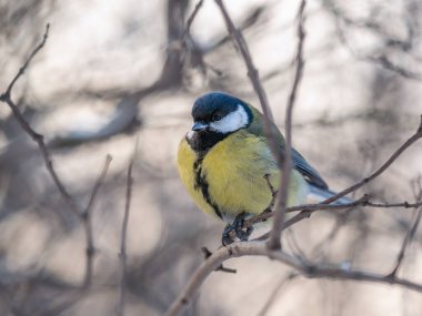 Cute bird Great tit, songbird sitting on a branch without leaves in the autumn or winter. Parus major