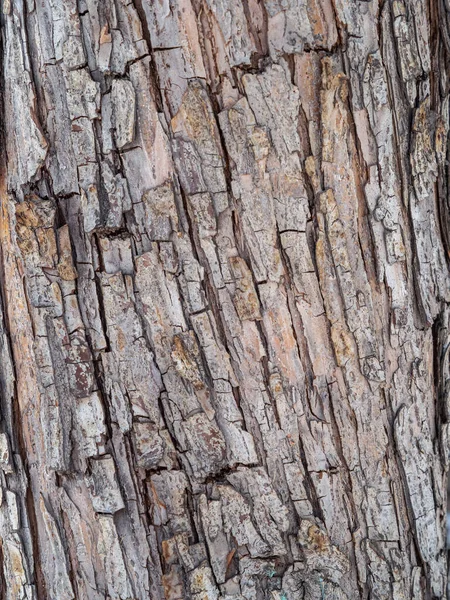 古いリンゴの木の樹皮の質感 詳細な樹皮の質感 自然背景 — ストック写真