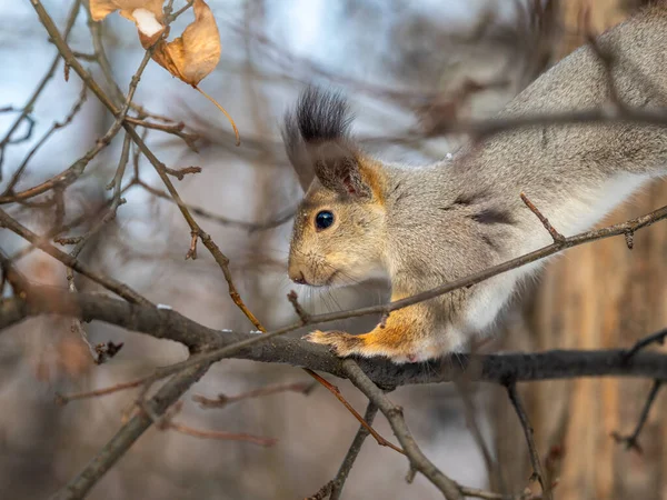 Das Eichhörnchen Sitzt Lustigerweise Winter Oder Herbst Auf Einem Zweig — Stockfoto