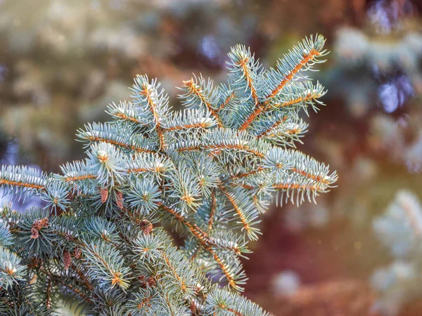 Filialer Blå Gran Med Nålar Solnedgången Ljus Fir Gren Solens — Stockfoto