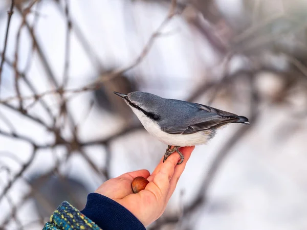 Eurasian Nuthatch Sits Boy Hand Hungry Wood Nuthatch Eating Nuts — Stock Photo, Image