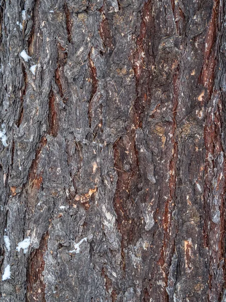 古い木の樹皮 カラマツの樹皮 詳細樹皮質 — ストック写真