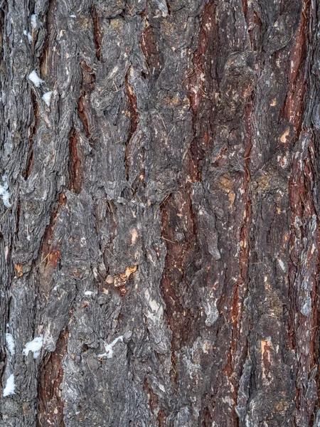 Corteccia Vecchio Albero Larice Abbaiano Struttura Dettagliata Della Corteccia — Foto Stock