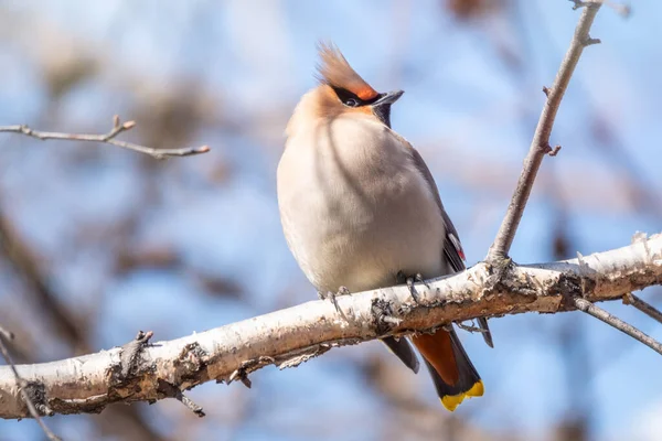 Ala Cera Bohemia Sentada Rama Invierno Principios Del Día Primavera —  Fotos de Stock