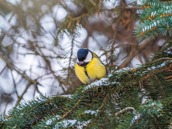 Cute Bird Great Tit Songbird Sitting Nice Fir Branch Parus — ストック写真