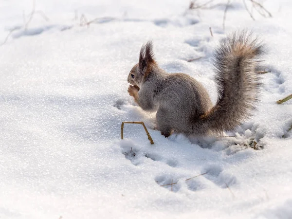 Das Eichhörnchen Sitzt Auf Weißem Schnee Mit Nuss Eurasisches Rothörnchen — Stockfoto