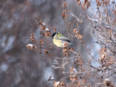Cute bird Great tit, songbird sitting on a branch without leaves in the autumn or winter. Bird sitting on branches with snow. Parus major