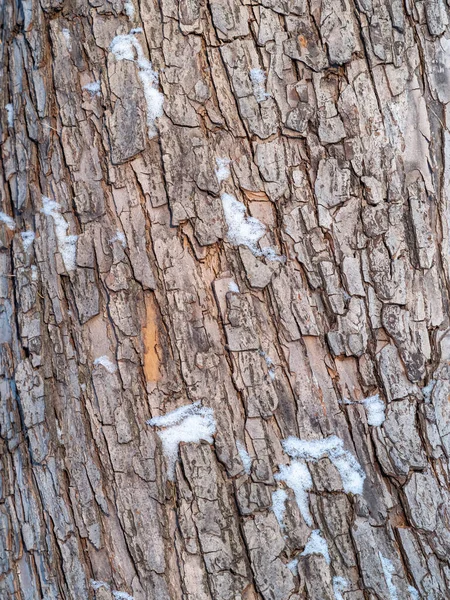 The texture of the bark of an old apple tree with snow in winter. Detailed bark texture. Natural background