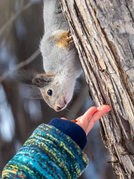 A little child in winter feeds a squirrel with a nut. Cute little boy feeding squirrel at winter park