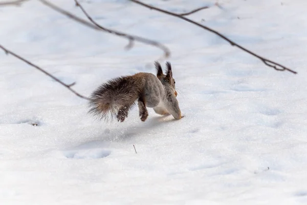 Rear View Squirrel Quickly Runs White Snow Eurasian Red Squirrel — Stock Photo, Image