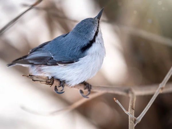 Sittelle Eurasienne Sittelle Bois Lat Sitta Europaea Assise Sur Une — Photo