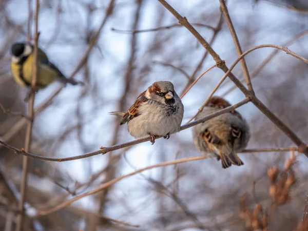 Sparrows Stă Ramură Fără Frunze Sparrow Ramură Toamnă Sau Iarnă — Fotografie, imagine de stoc